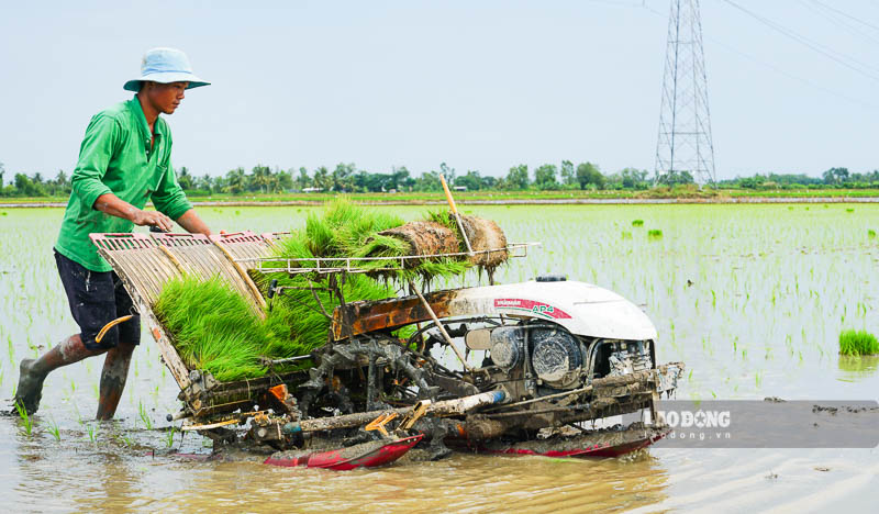 Các thành viên của THT NN Đại Ân, xã Đại Tâm (huyện Mỹ Xuyên, tỉnh Sóc Trăng) yên tâm sản xuất lúa khi đã có doanh nghiệp bao tiêu. Ảnh: Phương Anh