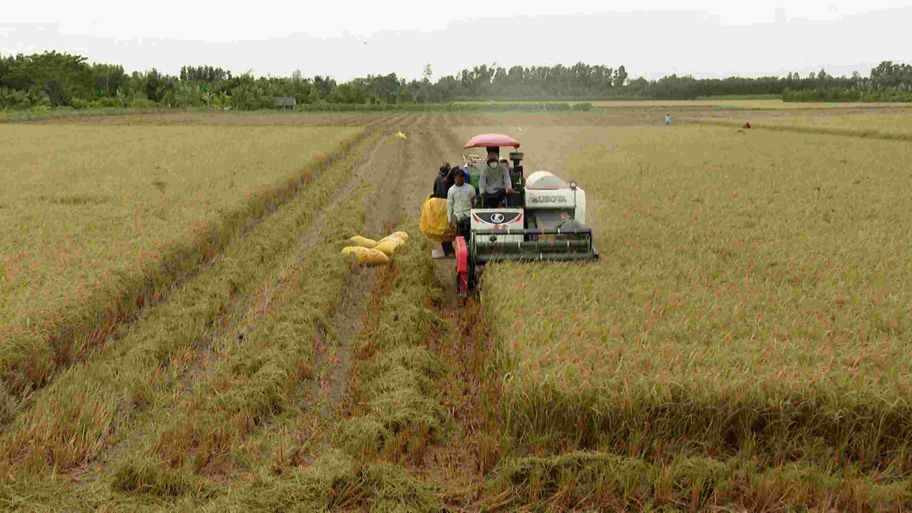 Nhờ giữ chữ Tín với doanh nghiệp nên việc tiêu thụ lúa của bà con nông dân ở Sóc Trăng rất thuận lợi. Ảnh: Phương Anh