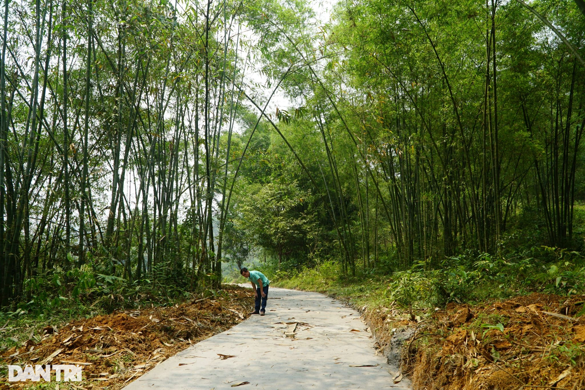 Nuôi con ăn học, xây nhà nhờ cây được mệnh danh là vàng xanh - 9