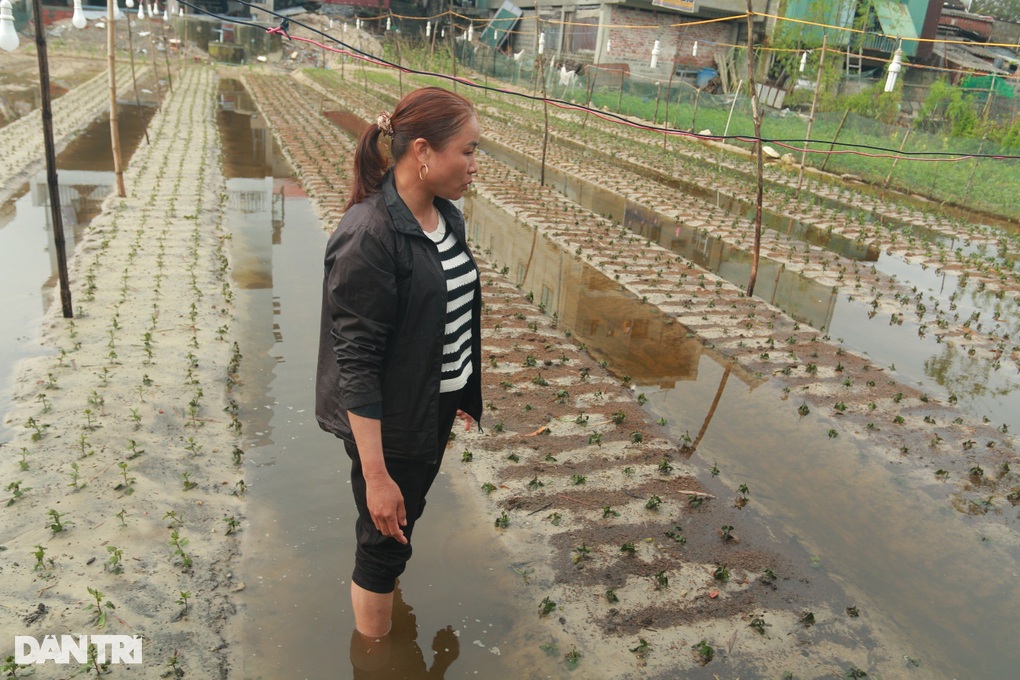 50ha hoa chìm trong biển nước, nông dân lo mất Tết - 4