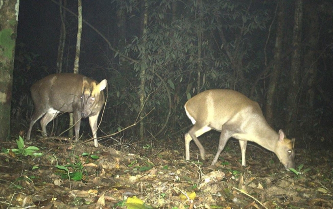 Bẫy ảnh phát hiện loài mang Trường Sơn. Ảnh: WWF Việt Nam