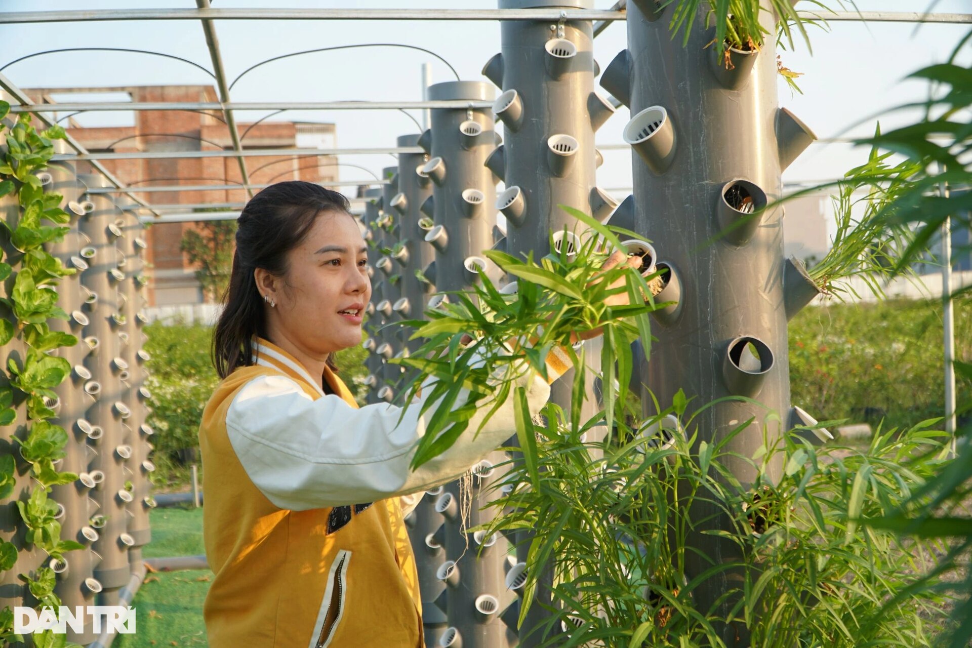 Cách trồng rau độc lạ lần đầu tiên được chàng trai trẻ áp dụng ở địa phương - 4