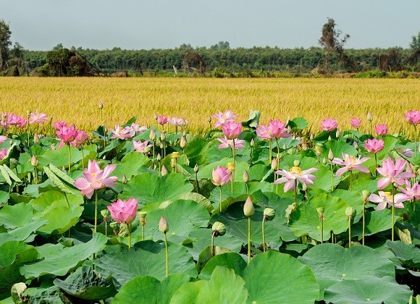 Du lịch Đồng Tháp. (Nguồn: Người Lao động)