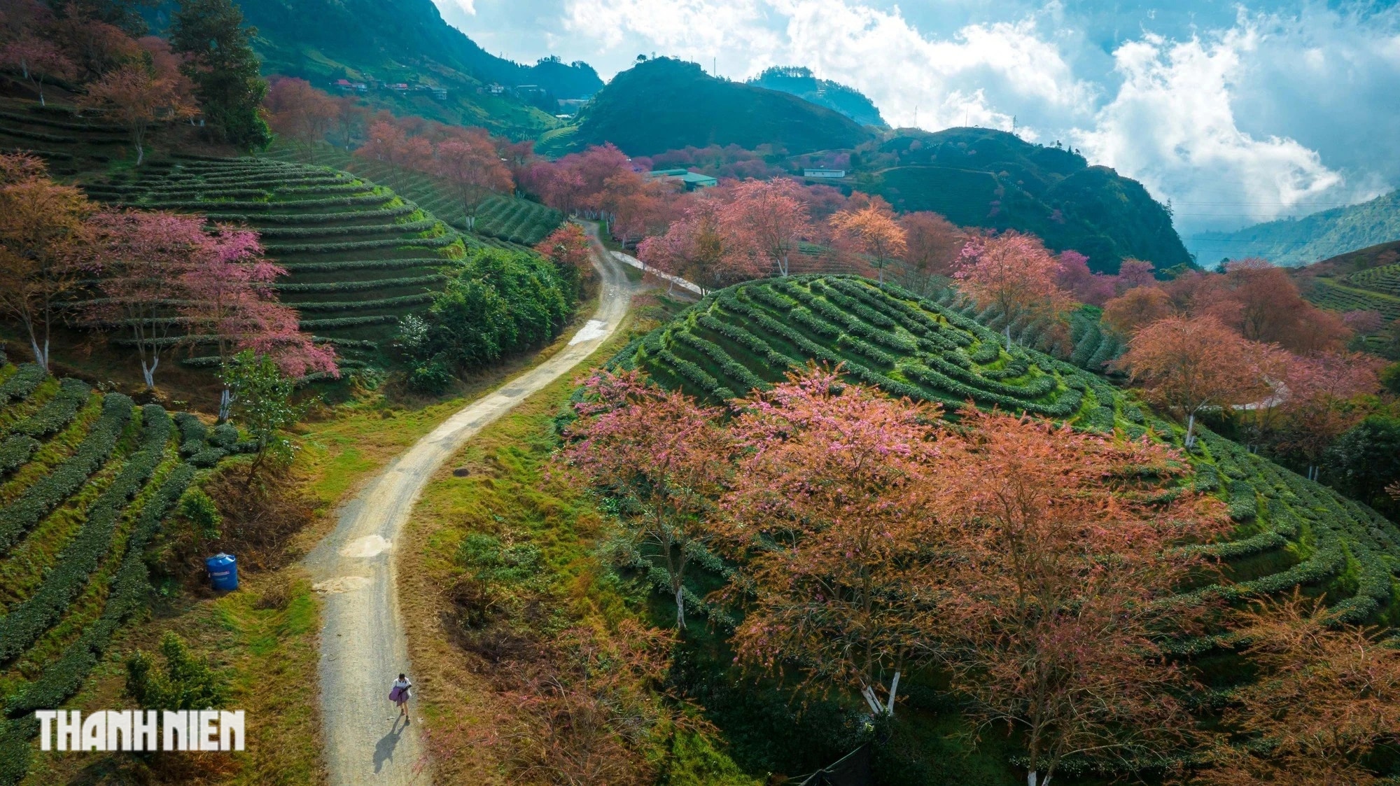 Mai anh đào nở rộ trên đồi chè đẹp nhất Việt Nam - Ảnh 6.