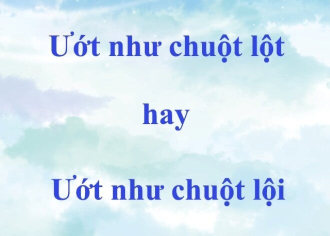 'Ướt như chuột lột" hay "ướt như chuột lội" mới là câu thành ngữ chính xác?