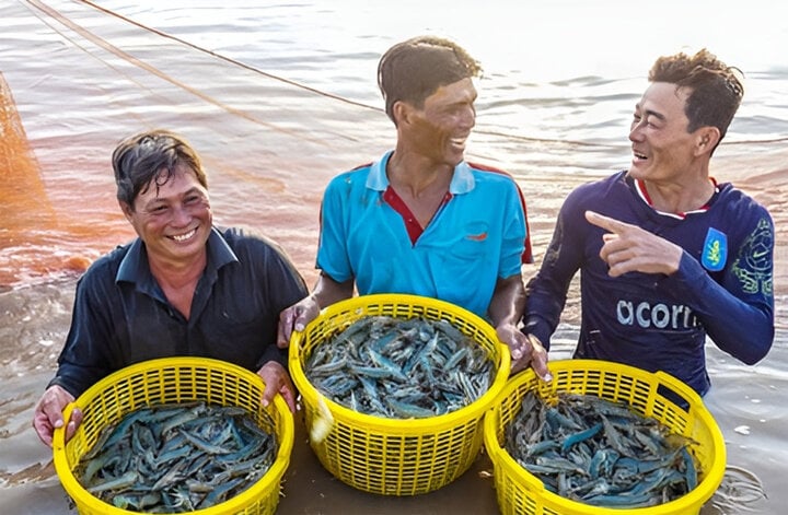 Nông dân Cà Mau trúng mùa tôm. (Ảnh  minh họa: Huỳnh Lâm)