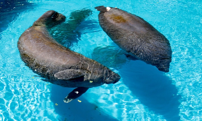 Lợn biển Juliet (trái) và một con lợn biển khác tên Phoenix bơi trong thủy cung Miami Seaquarium ở Key Biscayne, Florida. Ảnh: Alan Diaz/AP