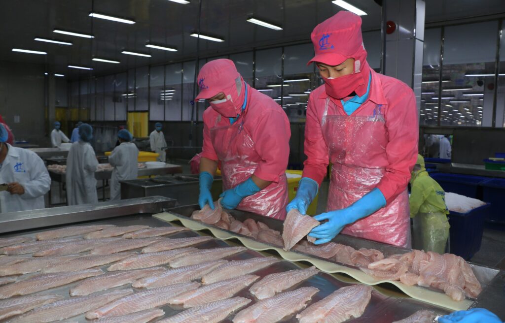 Chế biến cá tra fillet đông lạnh xuất khẩu tại Công ty TNHH Hùng Cá (Thanh Bình, Đồng Tháp). Ảnh: Nhựt An - TTXVN