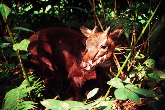 Sao la là loài thú móng guốc quý hiếm của núi rừng Việt Nam. Ảnh: WWF Việt Nam