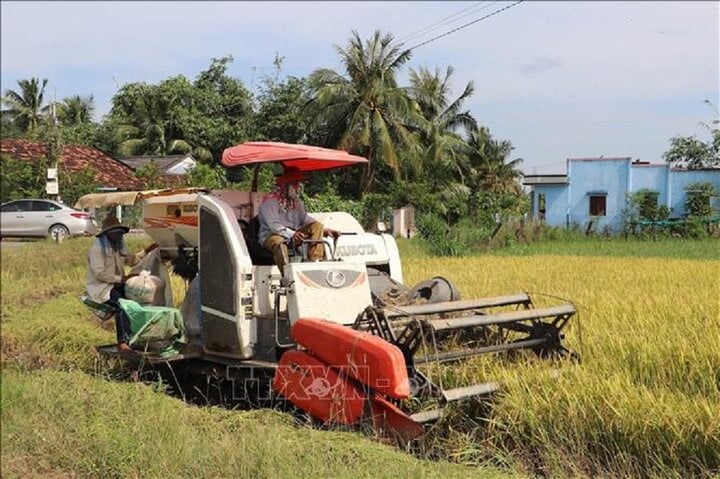 Thu hoạch lúa Thu Đông bằng cơ giới ở xã Đồng Thạnh, Gò Công Tây (Tiền Giang). (Ảnh: Minh Trí/TTXVN)