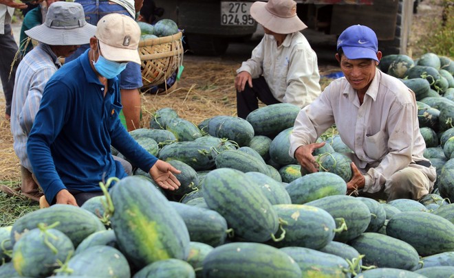 Dưa hấu tươi của Việt Nam được xuất khẩu chính ngạch vào Trung Quốc