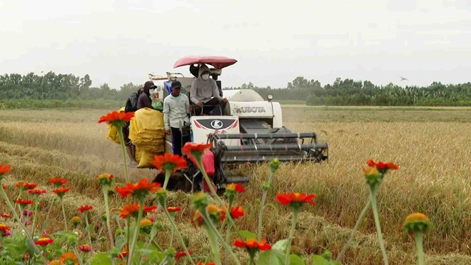 Liên kết tiêu thụ, hàng nghìn nông dân không còn chạy đôn chạy đáo