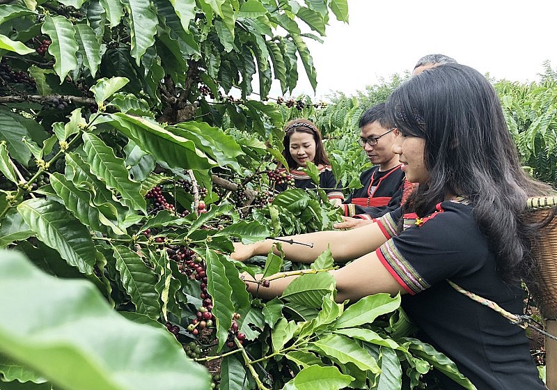 Lo ngại nắng nóng tại Brazil, giá cà phê xuất khẩu tăng vọt lên mức cao nhất 6 tháng