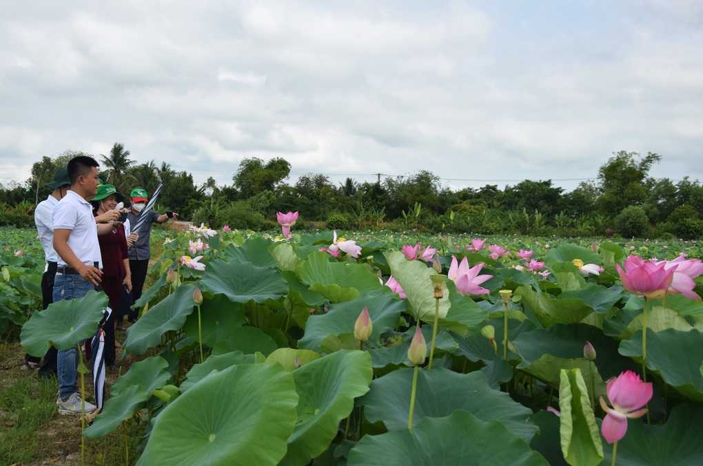 Nông dân Đồng Tháp thu cả trăm triệu đồng nhờ vừa trồng sen vừa làm du lịch - 1