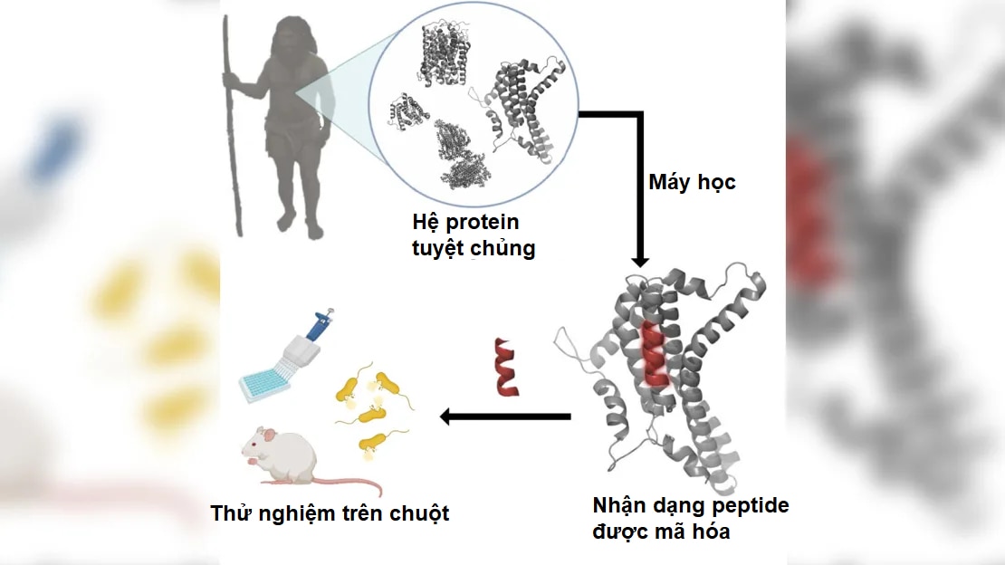 chong khang khang sinh y tuong tu ai va nguoi neanderthal da tuyet chung hinh 2