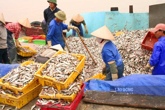 Tận dụng tài nguyên biển khơi để phát triển nghề chế biến thủy hải sản