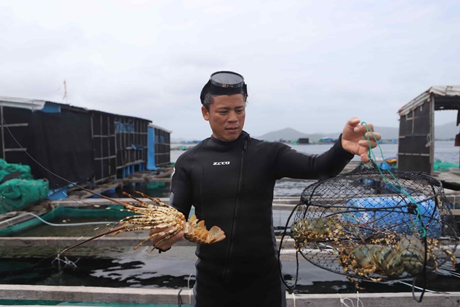 Tôm hùm Khánh Hòa tắc đường xuất khẩu