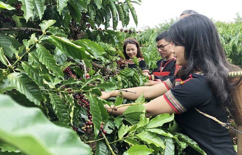 Lo ngại nắng nóng tại Brazil, giá cà phê xuất khẩu tăng vọt lên mức cao nhất 6 tháng