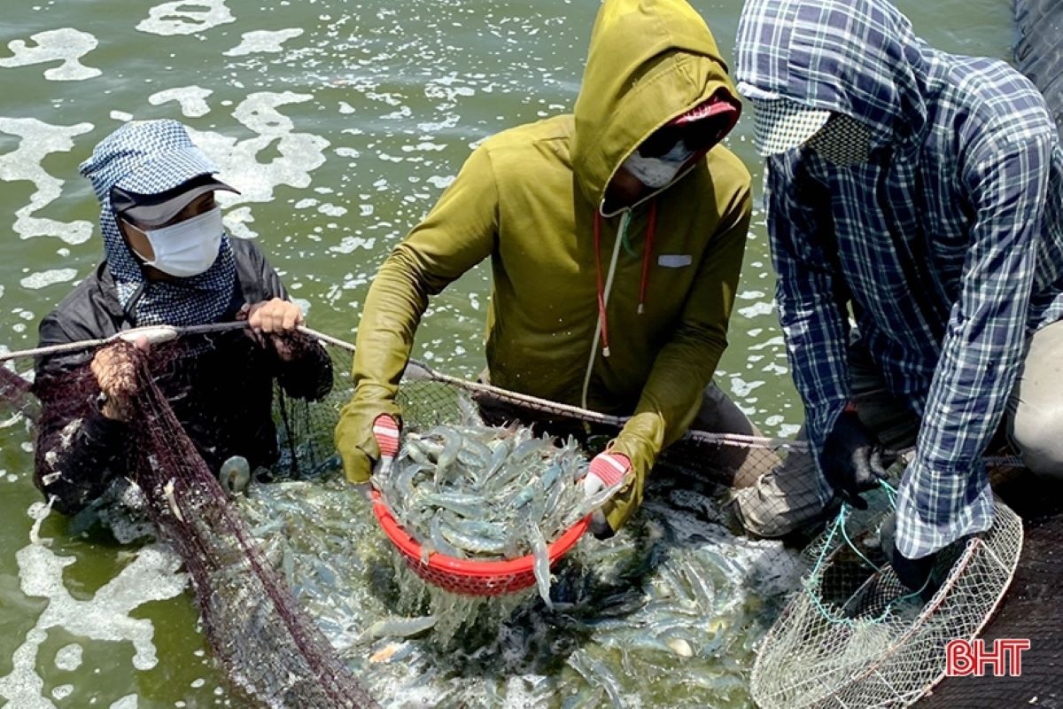 Trong tháng 11, xuất khẩu tôm Việt Nam đạt 284 triệu USD, giảm 5% so với cùng kỳ năm 2022.