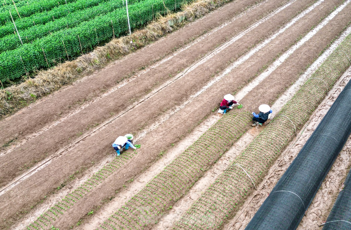 Làng hoa lâu đời nhất miền Bắc tất bật chuẩn bị vào vụ Tết ảnh 6