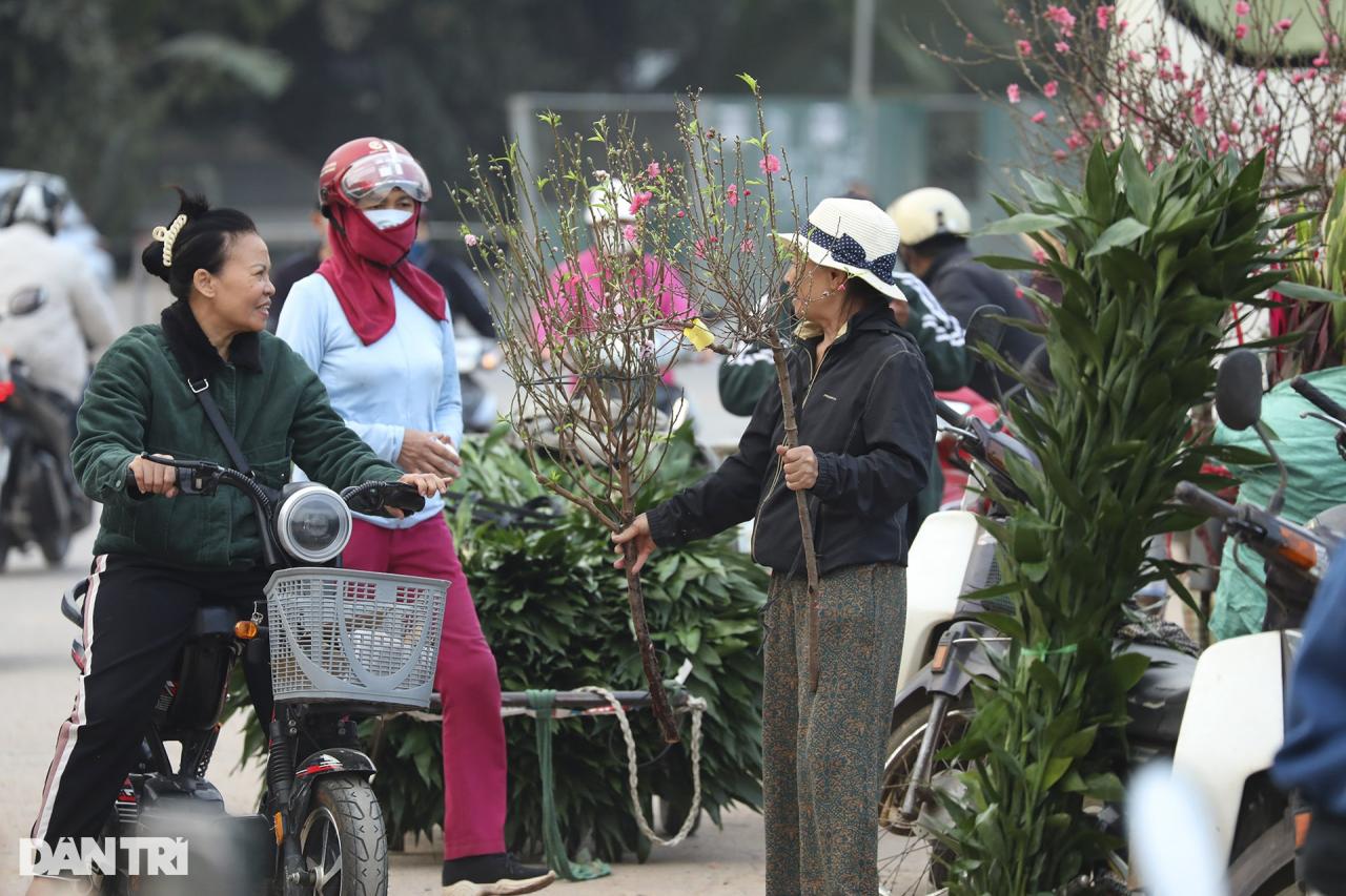 Đào Nhật Tân nở sớm rực rỡ - 12