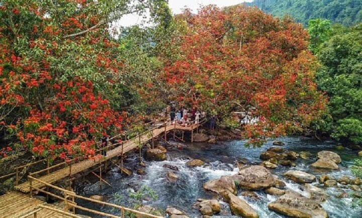 Hoa Vàng Anh đỏ rực bên suối.