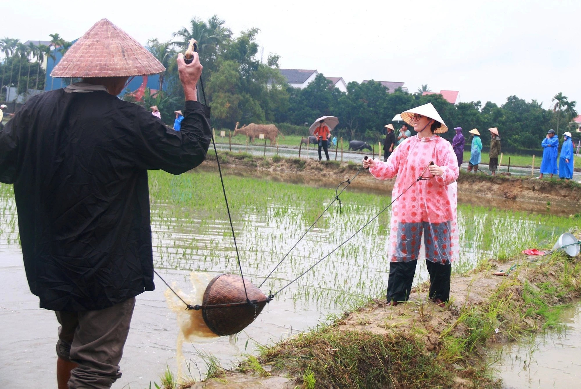 Khách Tây đội mưa lội bùn cấy lúa, cưỡi trâu cày ruộng ở Hội An- Ảnh 2.