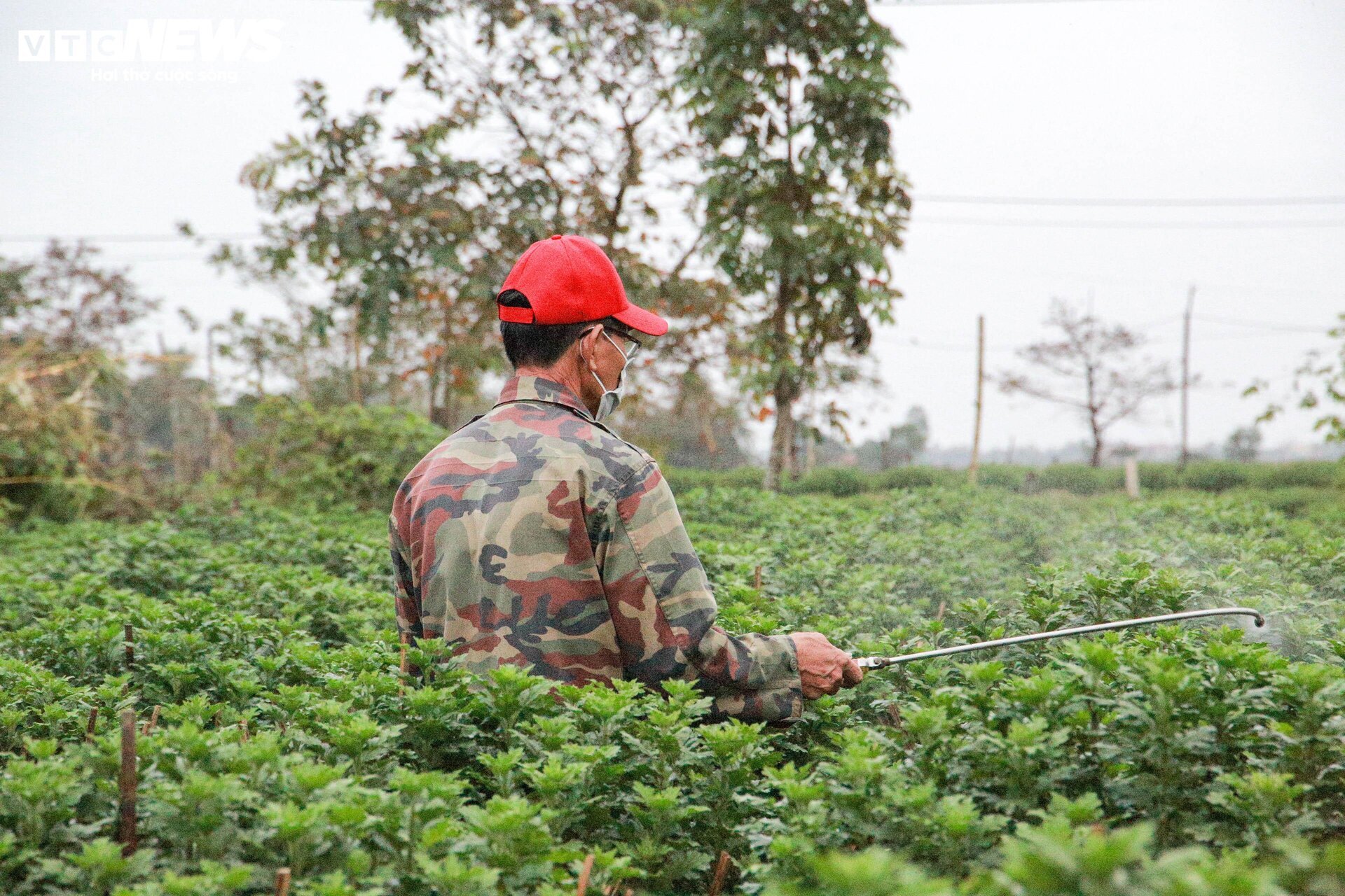 Loài hoa 'đặc biệt' giúp dân xứ Huế thu trăm triệu dịp Tết - 2