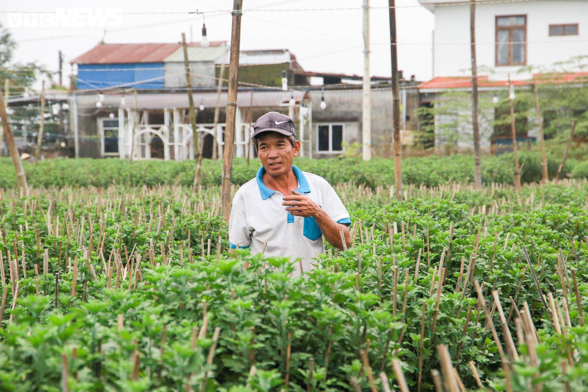 Loài hoa 'đặc biệt' giúp dân xứ Huế thu trăm triệu dịp Tết - 4