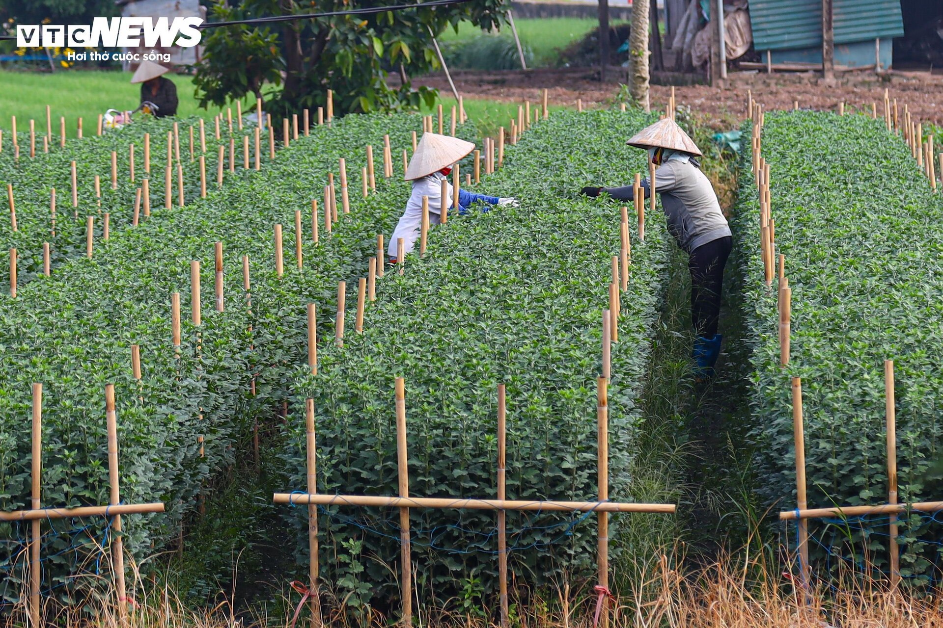 Chong đèn xuyên đêm, ép hoa 'thức' đón Tết - 13