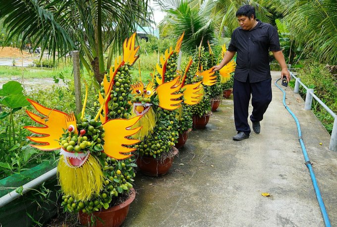 Những chậu tắc kiểng tạo hình linh vật rồng được bày bán dọc đường tại xã Hưng Khánh Trung B, huyện Chợ Lách. Ảnh: Hoàng Nam