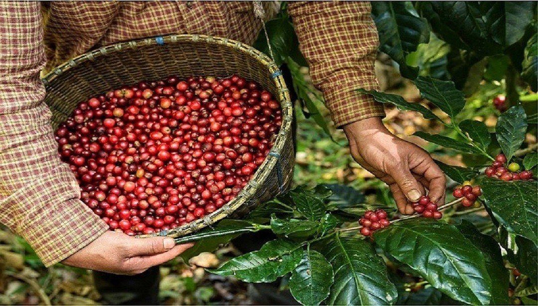 Giá xuất khẩu cà phê Robusta quay về vùng giá cao nhất 28 năm