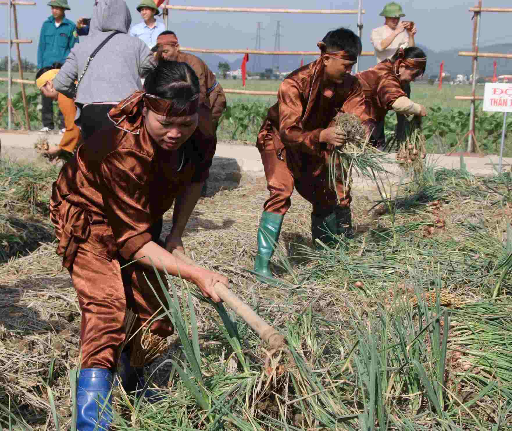 Nông dân Kinh Môn thi thu hoạch hành tỏi. Ảnh: Băng Tâm