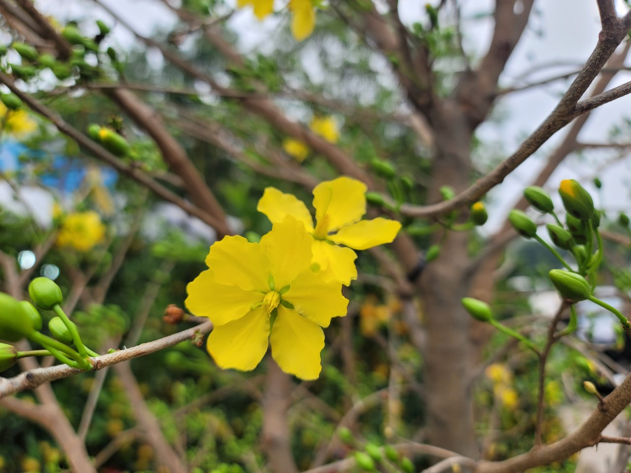 Sự kiện - Đào thế, bưởi bonsai, mai vàng xuống phố phục vụ người dân chơi Tết (Hình 13).