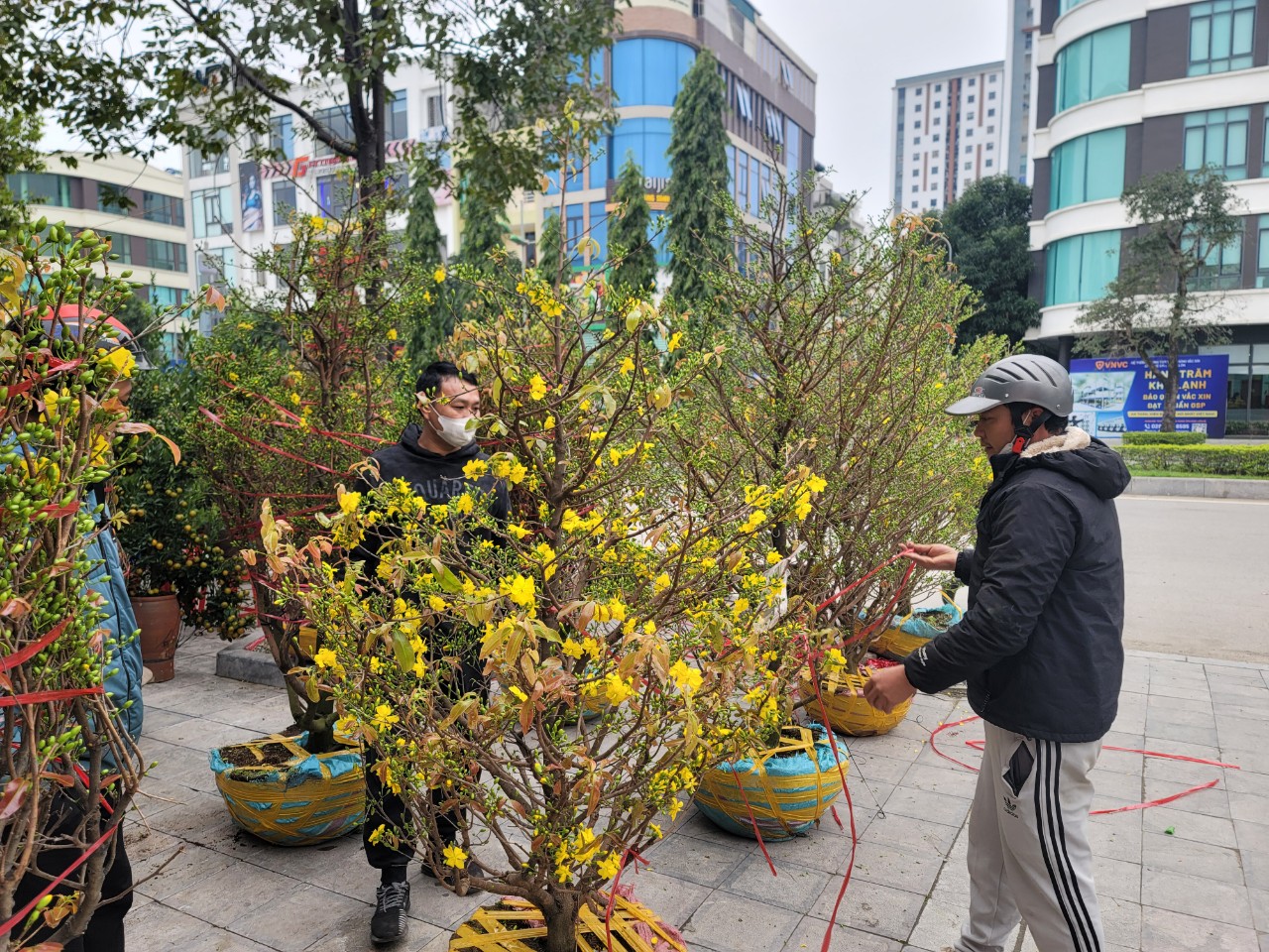 Sự kiện - Đào thế, bưởi bonsai, mai vàng xuống phố phục vụ người dân chơi Tết (Hình 14).