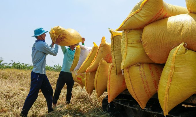 Nông dân thị xã Ngã Năm (Sóc Trăng) thu hoạch lúa. Ảnh: Nguyệt Nhi