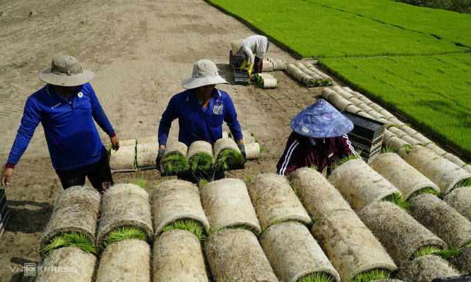 Mạ lúa chuẩn bị đưa ra đồng huyện Tháp Mười, tỉnh Đồng Tháp để máy cấy. Ảnh: Ngọc Tài