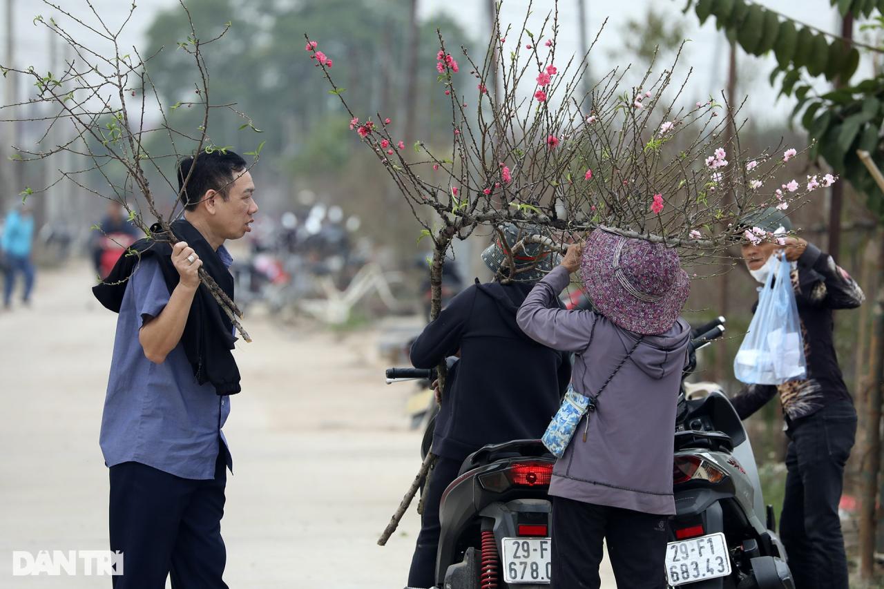 Đào Nhật Tân nở sớm rực rỡ - 4