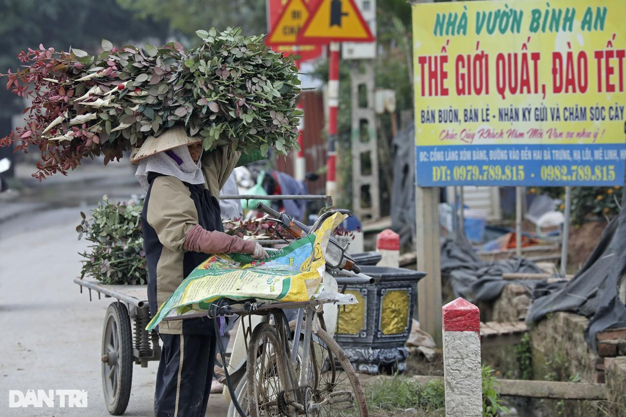 Vùng trồng hoa Mê Linh hối hả vào vụ Tết - 8