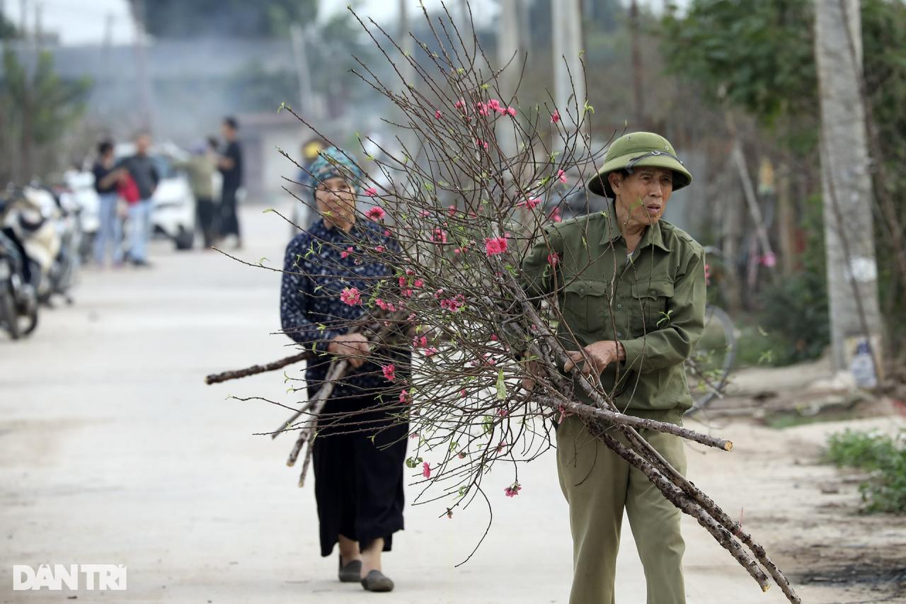 Đào Nhật Tân nở sớm rực rỡ - 9