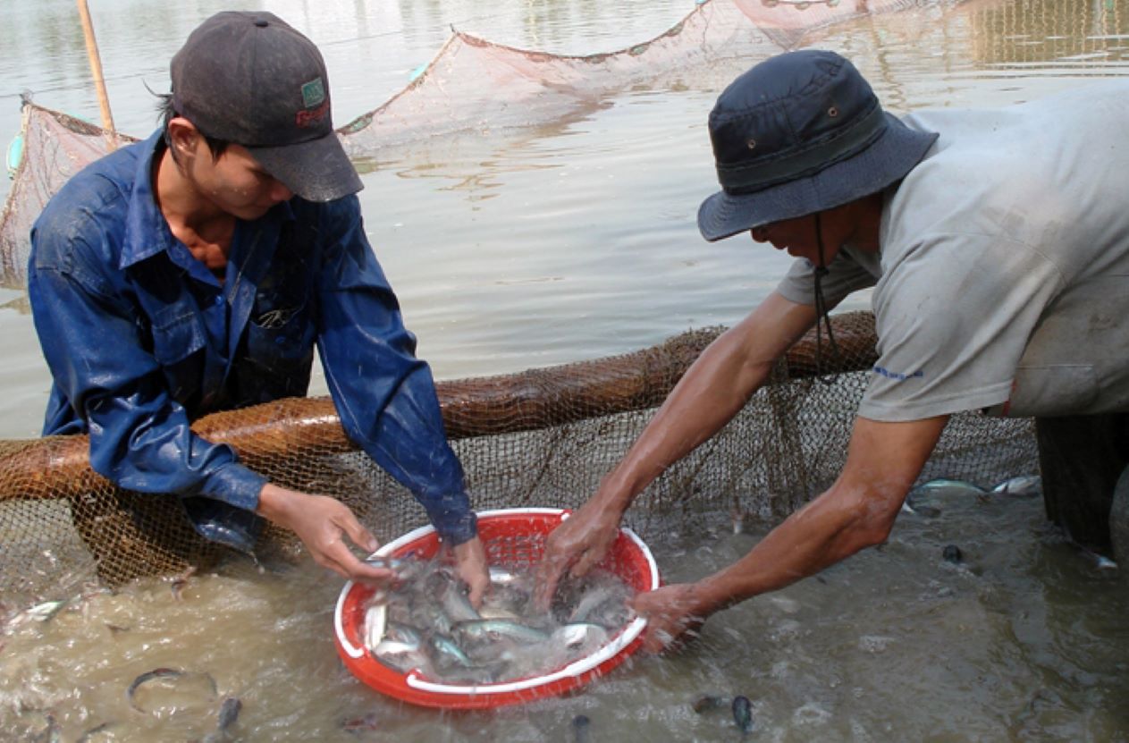 Pangasius fish fry. Photo: Lam Dien