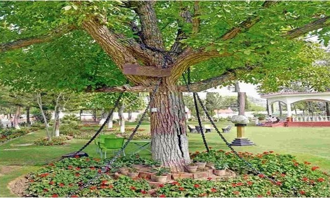 Cây xích hay còn gọi Chained Tree ở ở Peshawar, Pakistan. Ảnh: Oddity Central