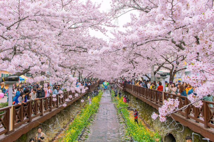 Lễ hội hoa anh đào ở khu Jinhae-gu (Seoul, Hàn Quốc). Ảnh: WeGo