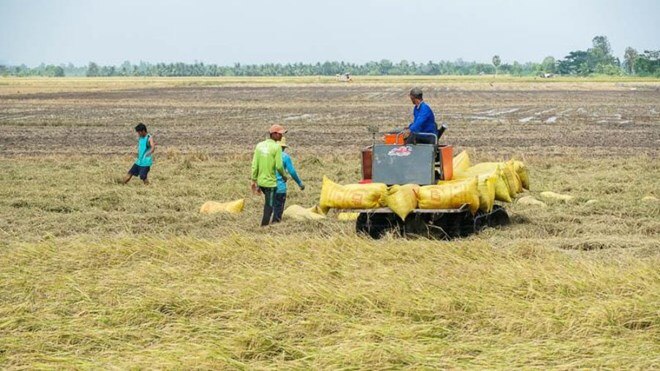 Nông dân Sóc Trăng thu hoạch lúa Đông Xuân 2023 - 2024. Ảnh: Phương Anh