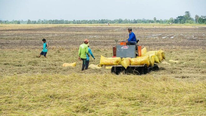 Giá lúa vẫn cao, nông dân miền Tây 10 năm mới có Tết lớn