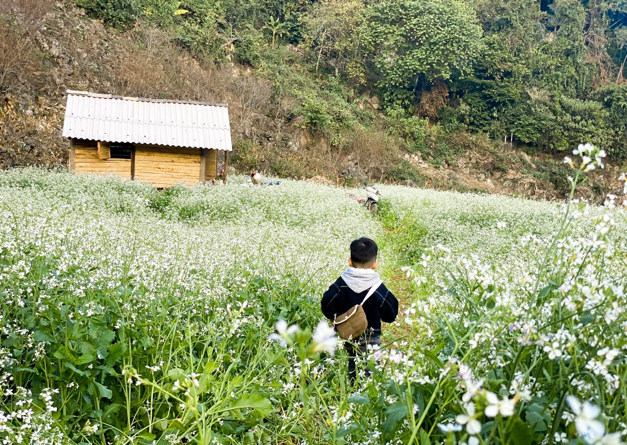 Đến Mộc Châu thời điểm này, ngoài hoa mận, vẫn còn vườn hồng cuối mùa, cam đang đến vụ, hoa cải trắng nở rộ. Chị Hằng nhắc nhở: “Mộc Châu có nắng ấm vào ban ngày, ban đêm nhiệt độ xuống thấp hơn, buổi sáng sớm thường có sương mù. Bạn nên mang theo quần áo ấm để khoác thêm vào buổi tối, chọn những trang phục có màu sắc nổi bật sẽ chụp ảnh đẹp hơn khi vào vườn mận“.