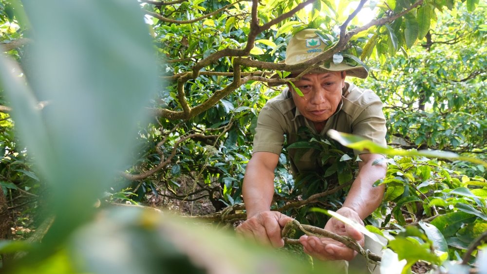 Ông Bùi Thanh Đạm, thành viên làng mai Phước Định. Ảnh: Phong Linh