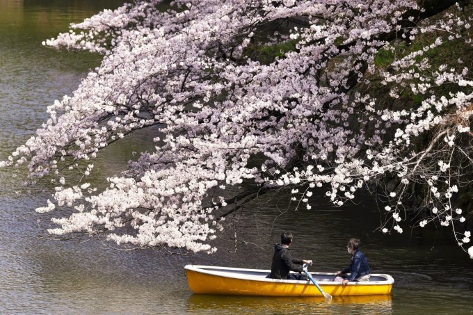 Du khách Chèo thuyền ngắm hoa trên Chidorigafuchi, kênh dẫn nước cho lâu đài Edo nằm ở tây bắc Hoàng cung Nhật Bản. Ảnh: Bloomberg