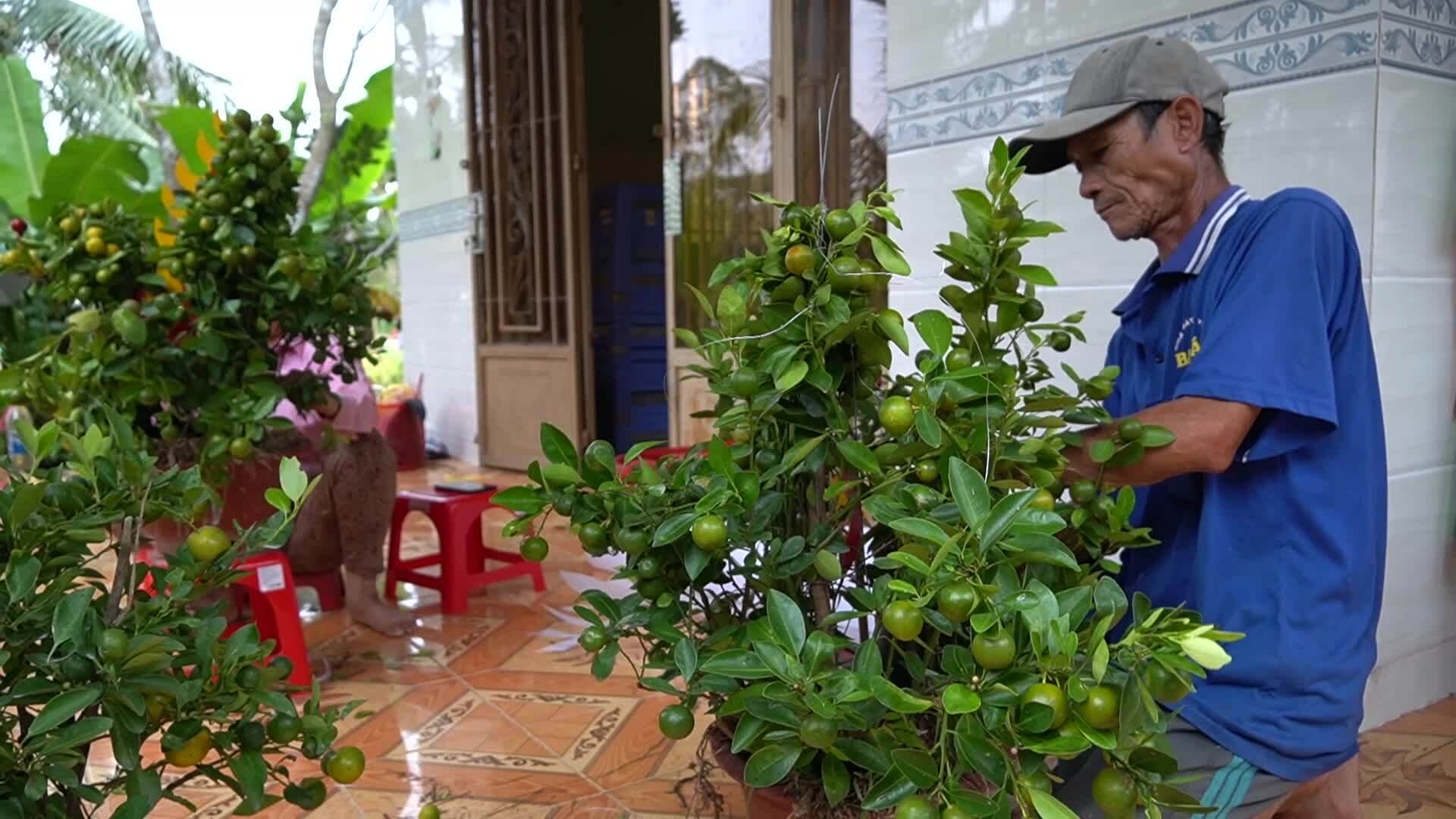 Tạo hình linh vật rồng từ cây cảnh