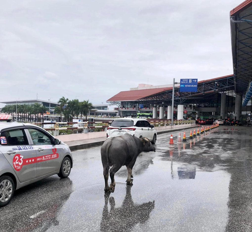 Trâu đi lạc lên tầng 2 sân bay Nội Bài - 1